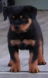Rottweiler Puppy